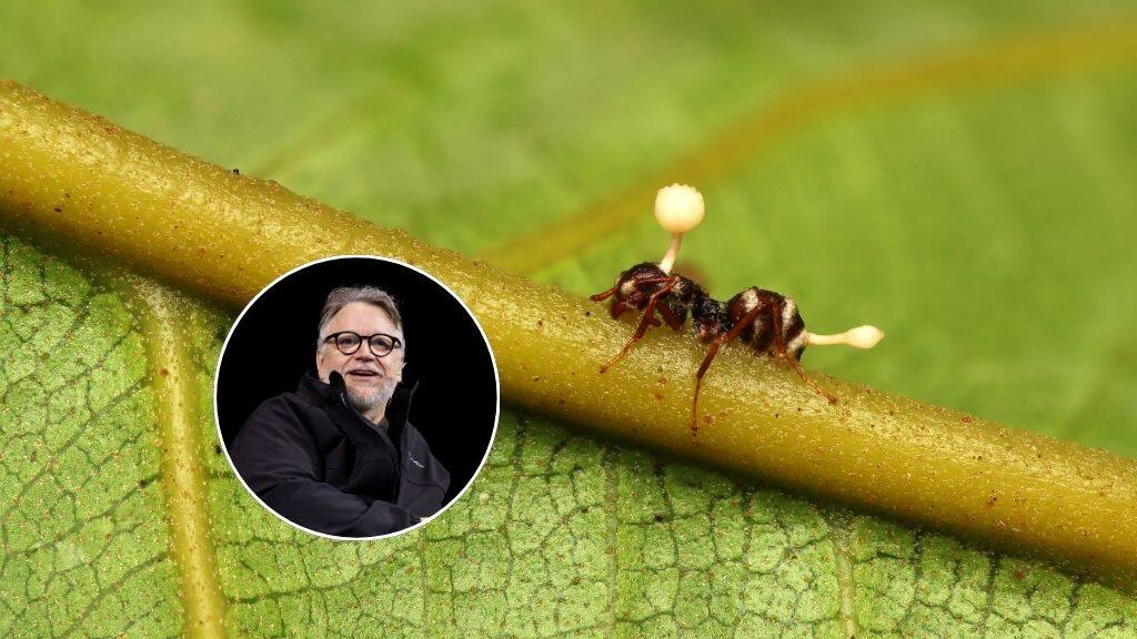 Descubren seis especies de “hongos zombis”: una fue bautizada en honor a Guillermo del Toro